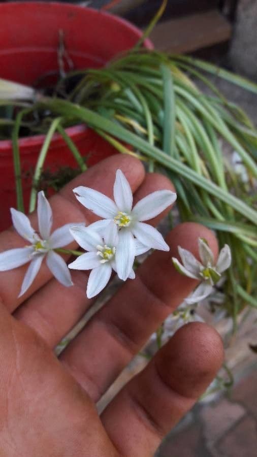 Ornithogale branchu 10