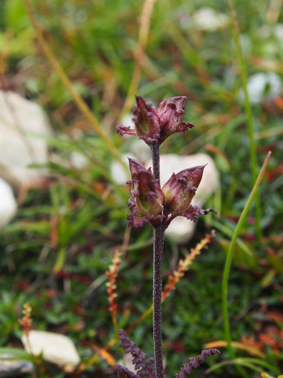 Pedicularis 4