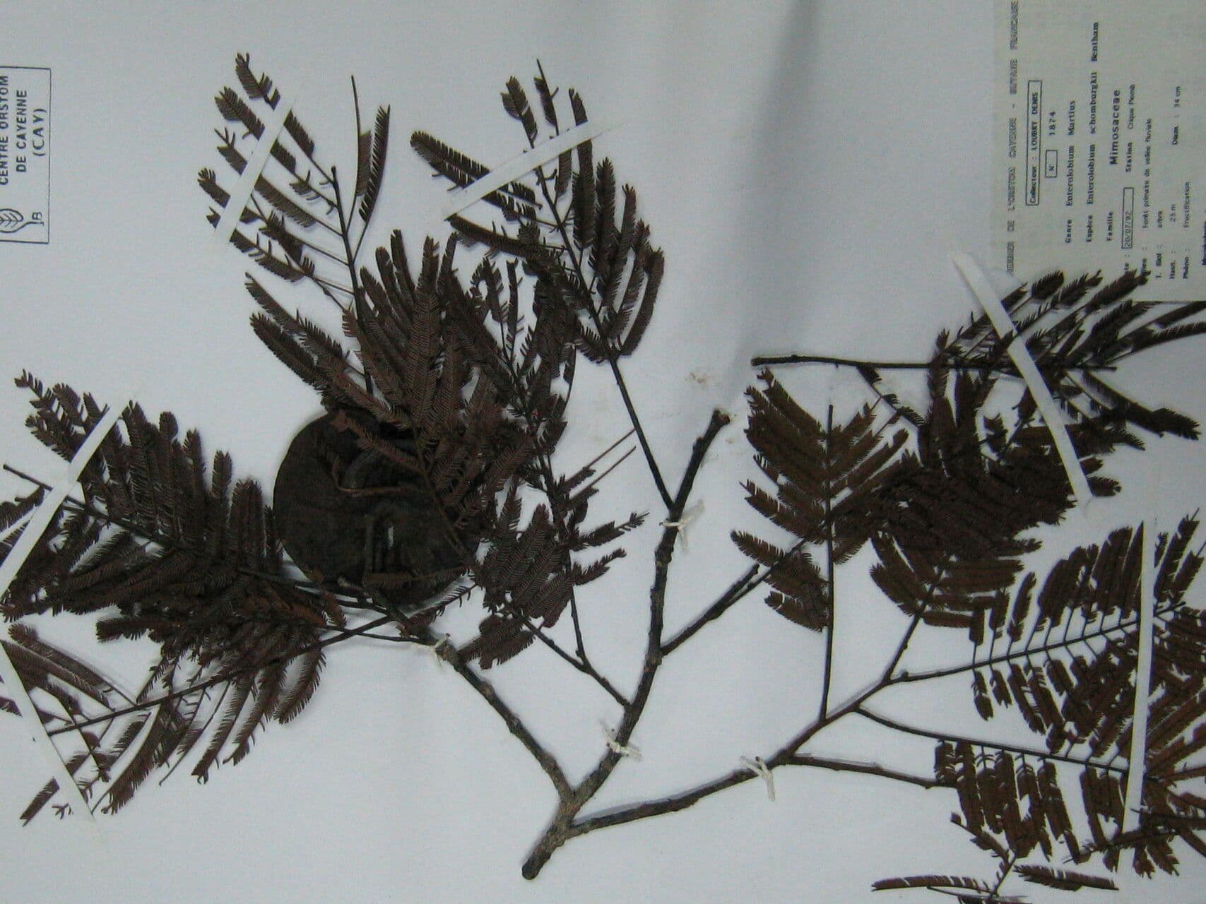 Enterolobium 12