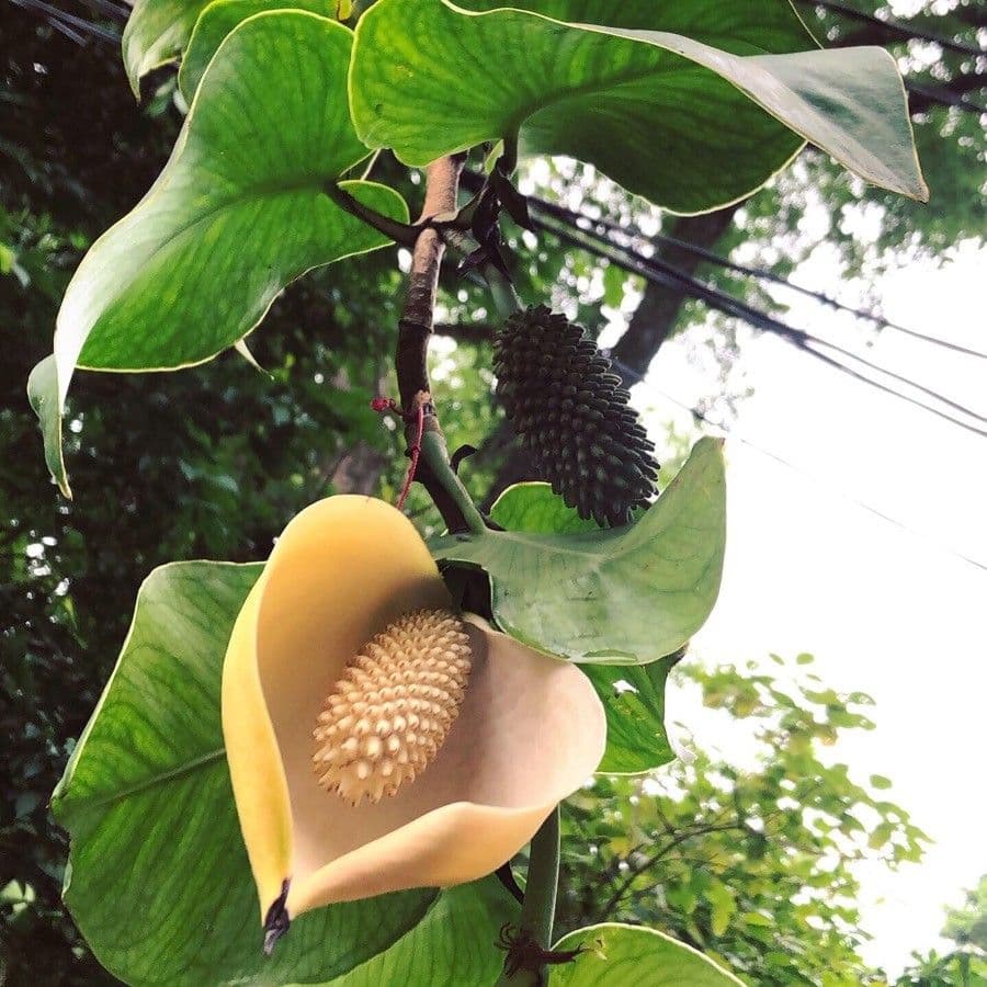Monstera 2