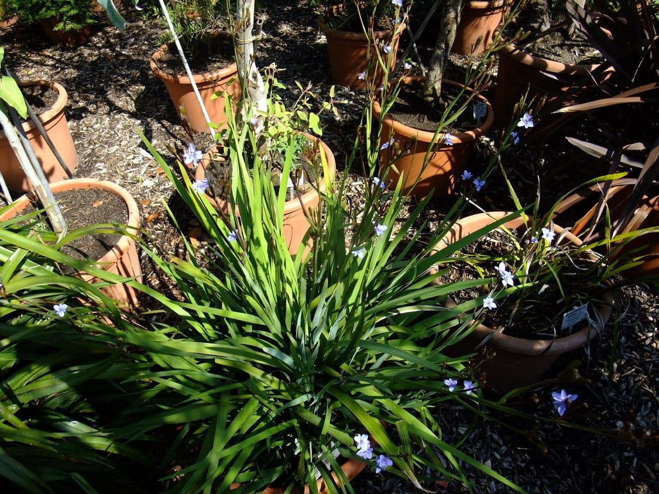 Orthrosanthus multiflorus 9
