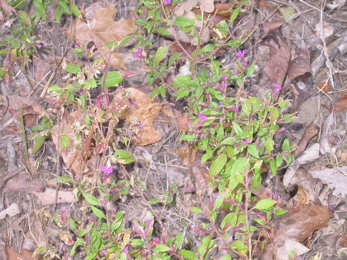 Cuphea viscosissima 7