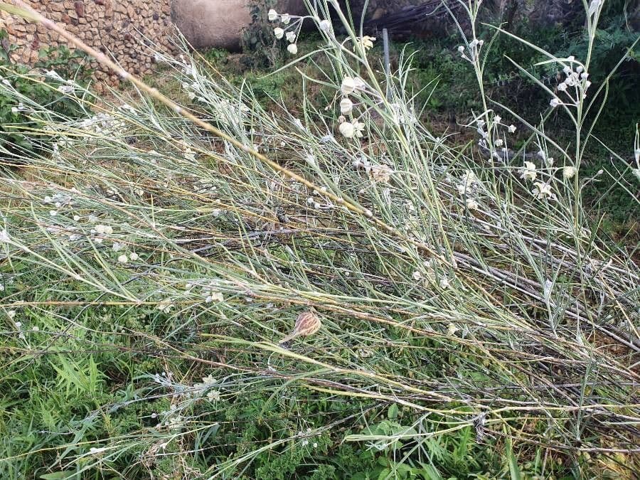 Gomphocarpus 13