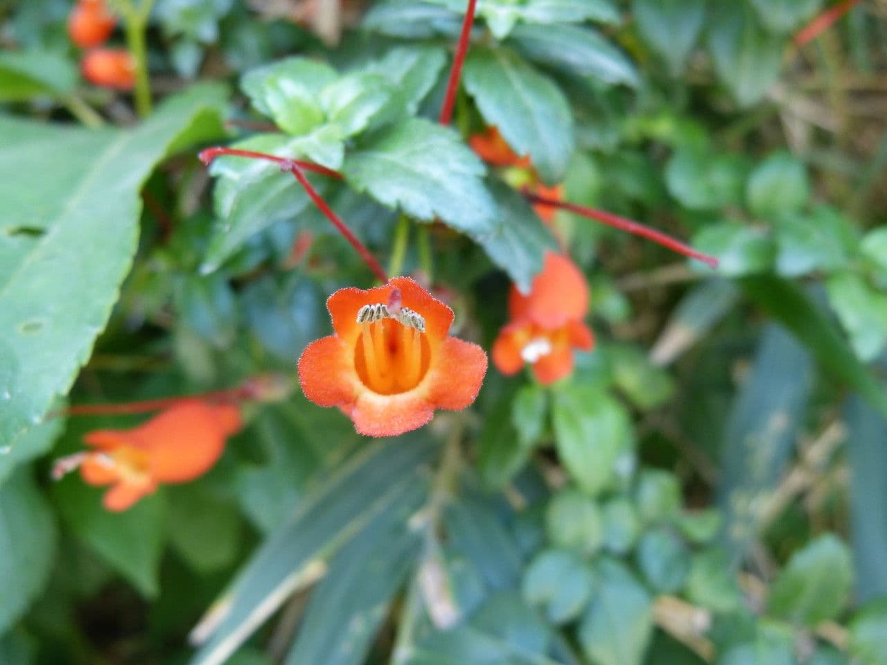 Mitraria 2