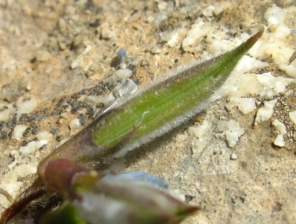 Ossitropide svizzero 5