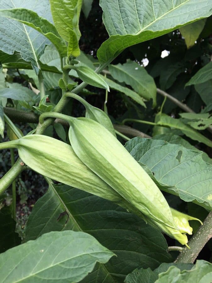 Datura 29