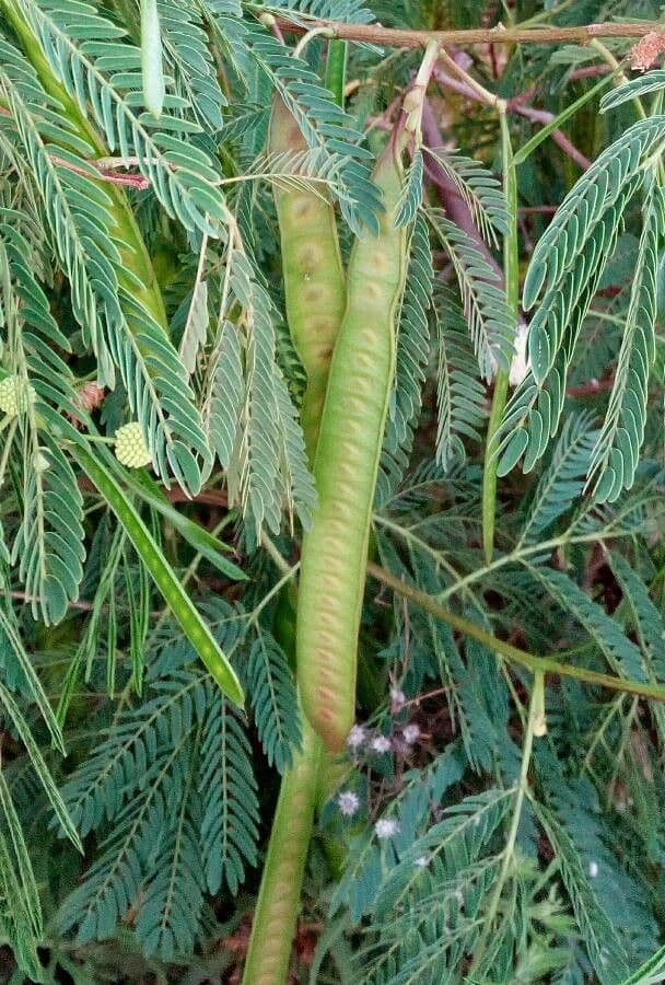 Leucaena 5