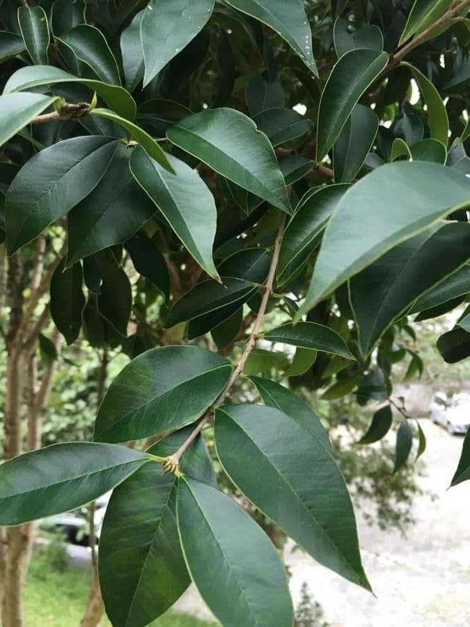 Jabuticaba 17