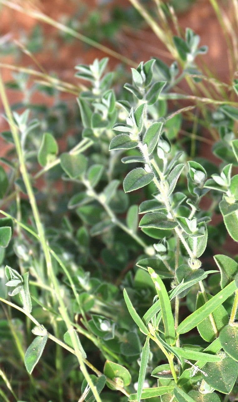 Indigofera 4