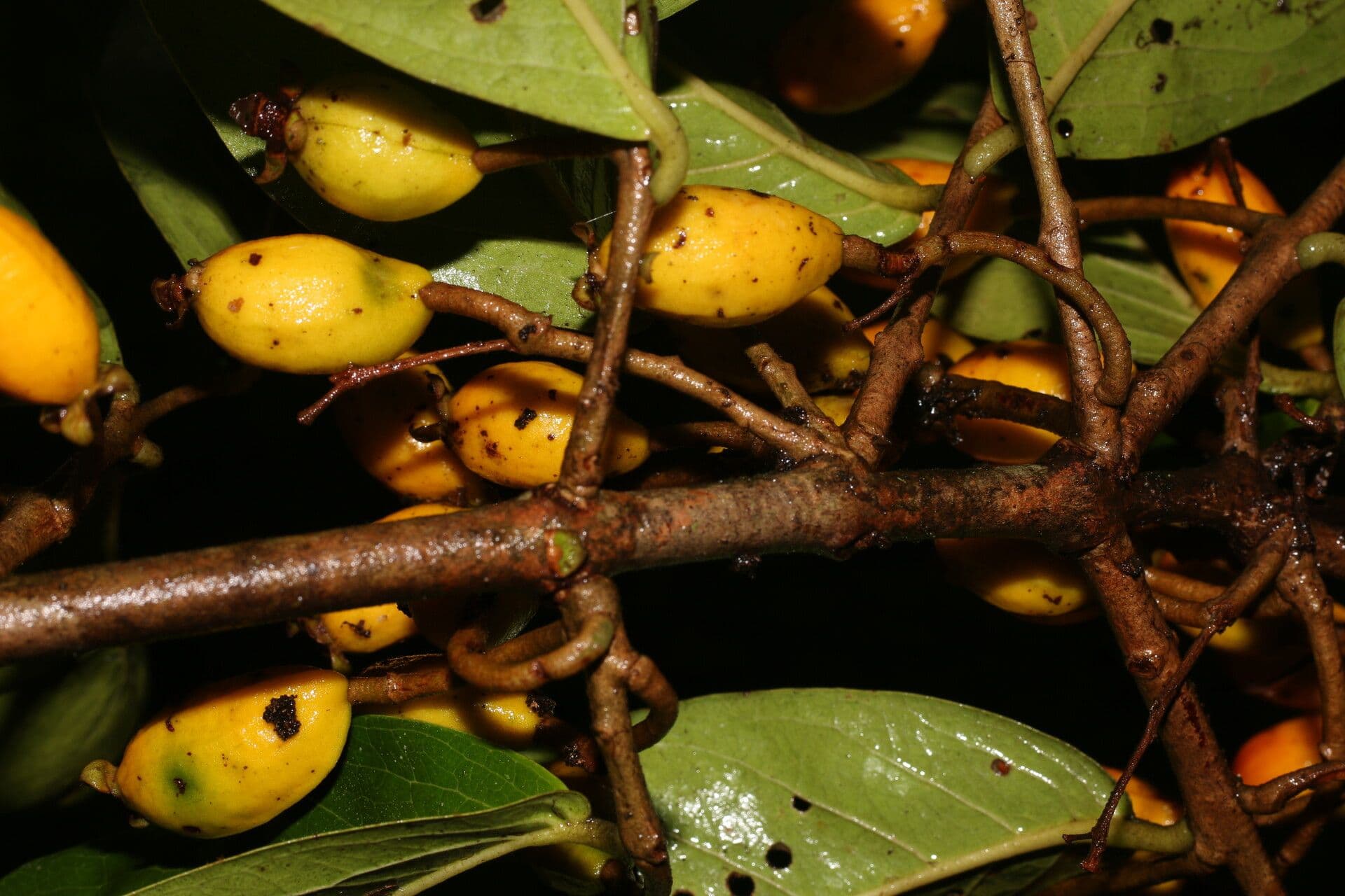 Eugenia 3