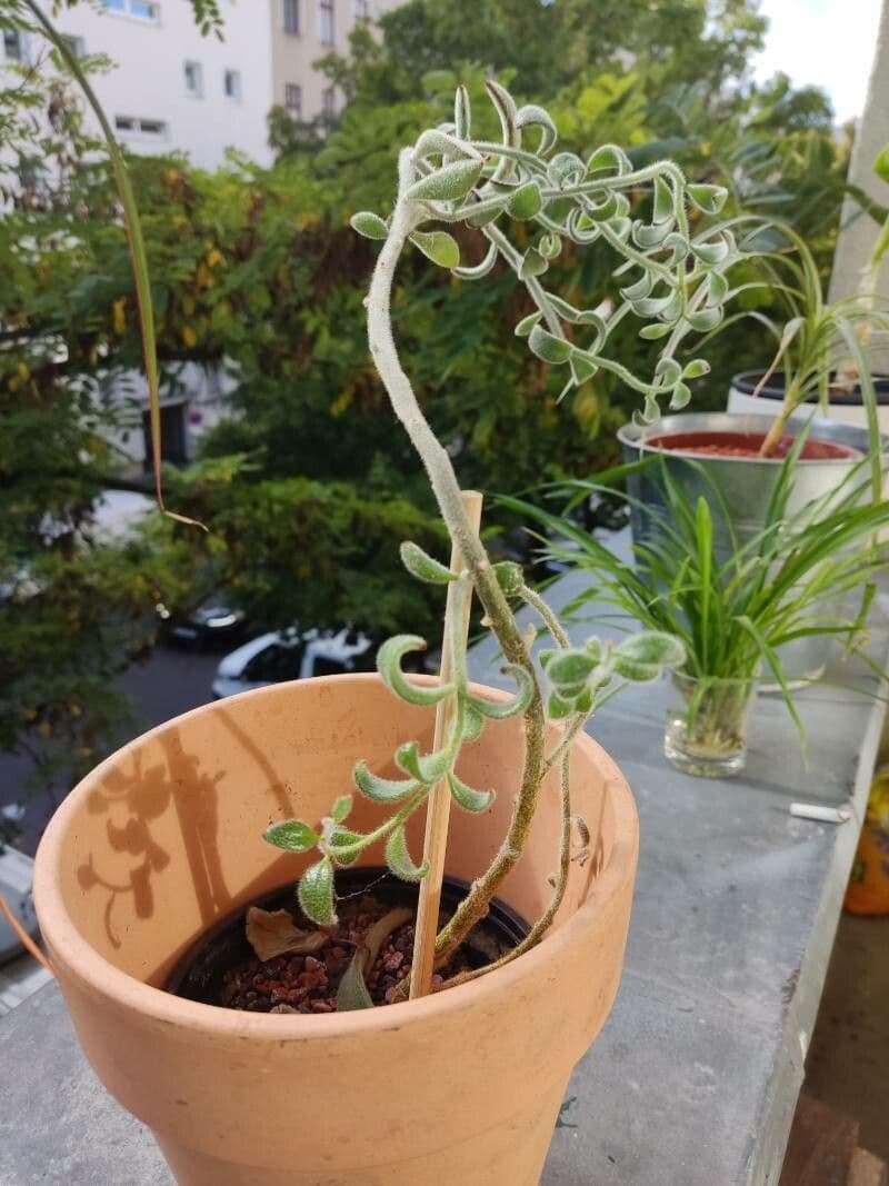 Pianta panda 21