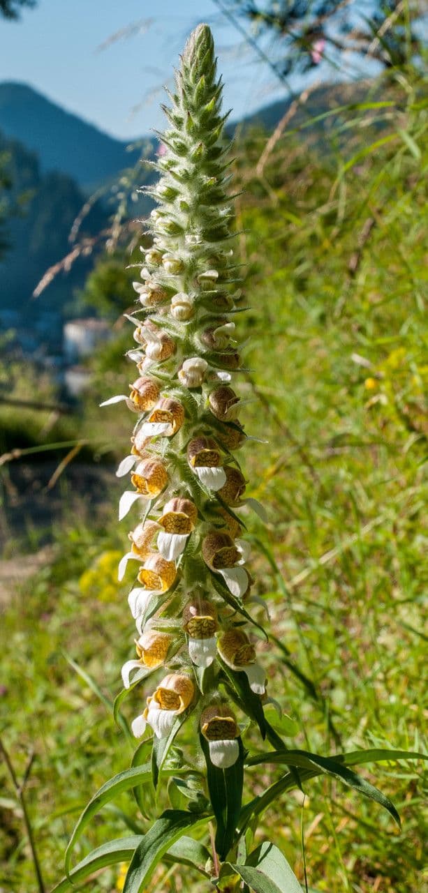 Digitale lanata 3