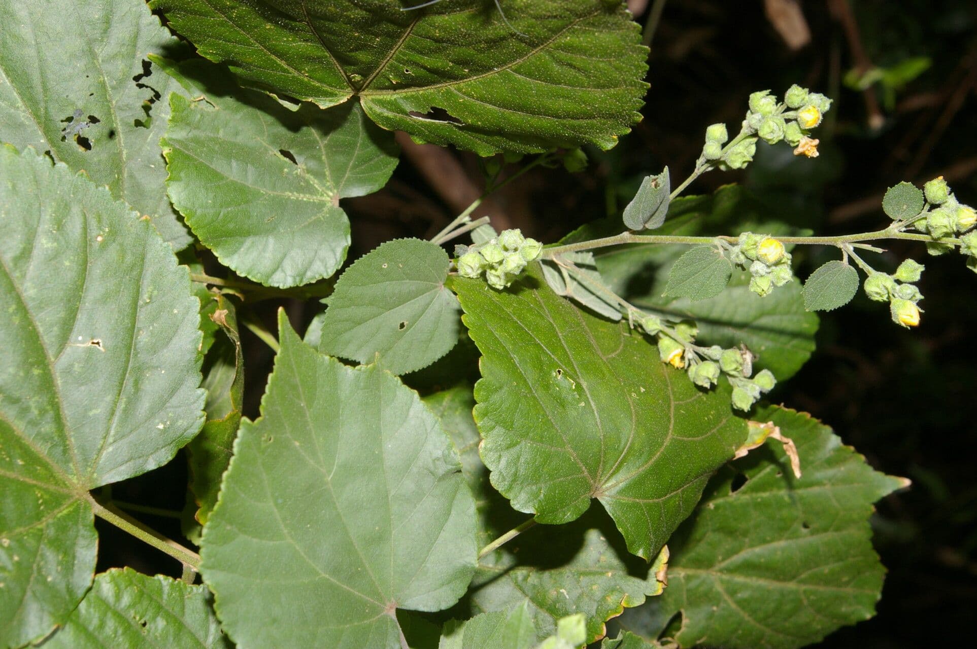 Allobriquetia 6