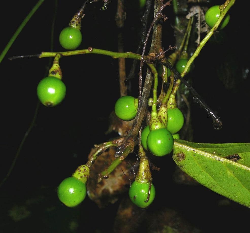 Ocotea leucoxylon 2
