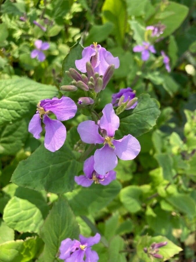 Violaröschen 5