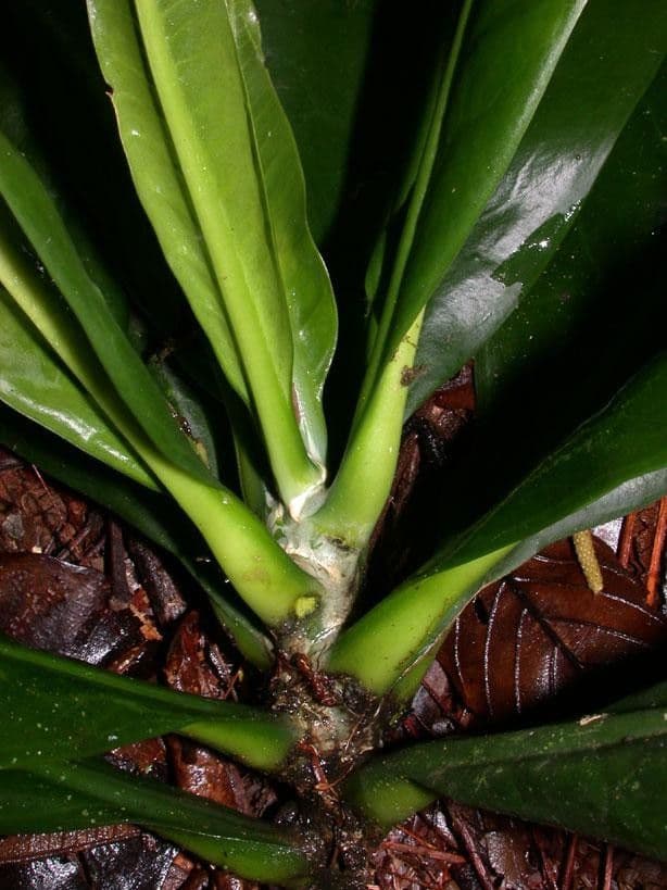 Potalia turbinata 14