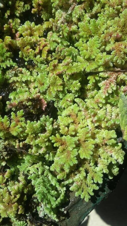 Azolla drobna 11