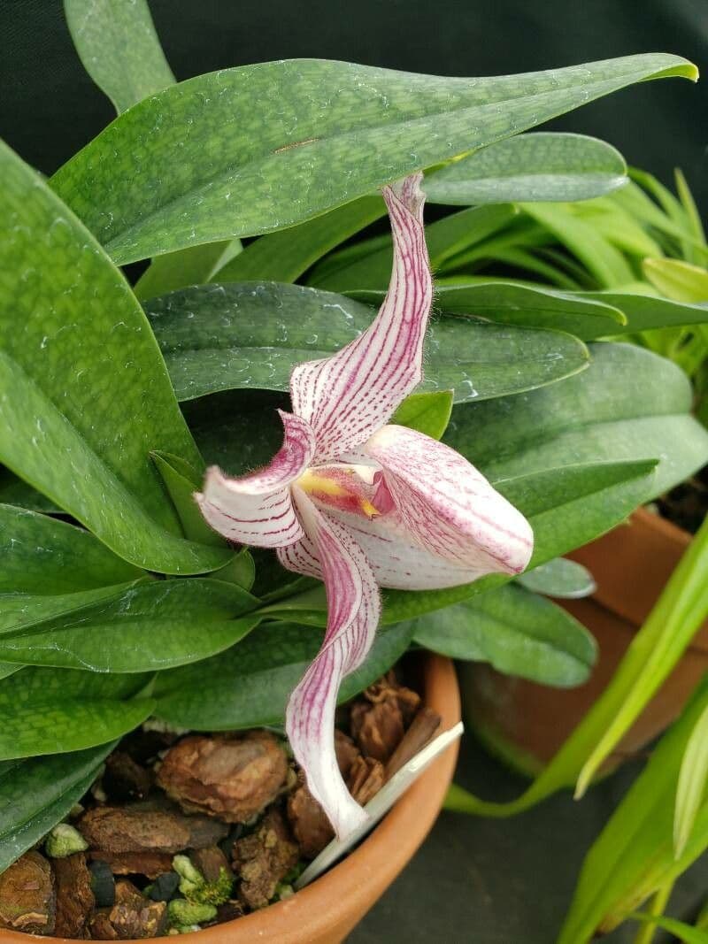 Orchidea