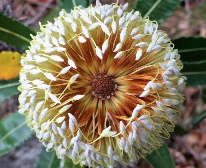 Banksia 6