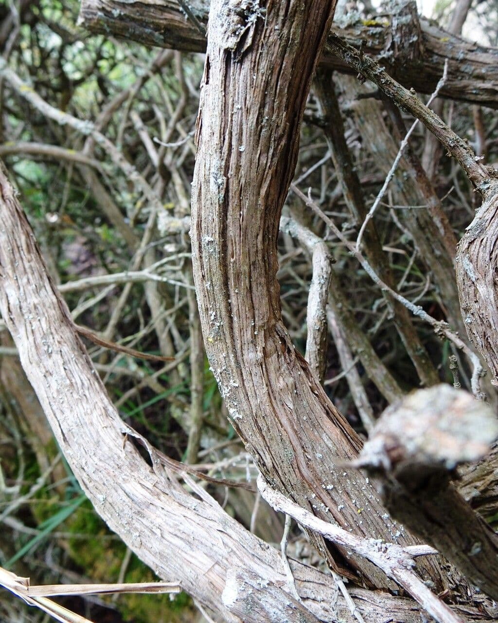 Rozmarýn lékařský 23