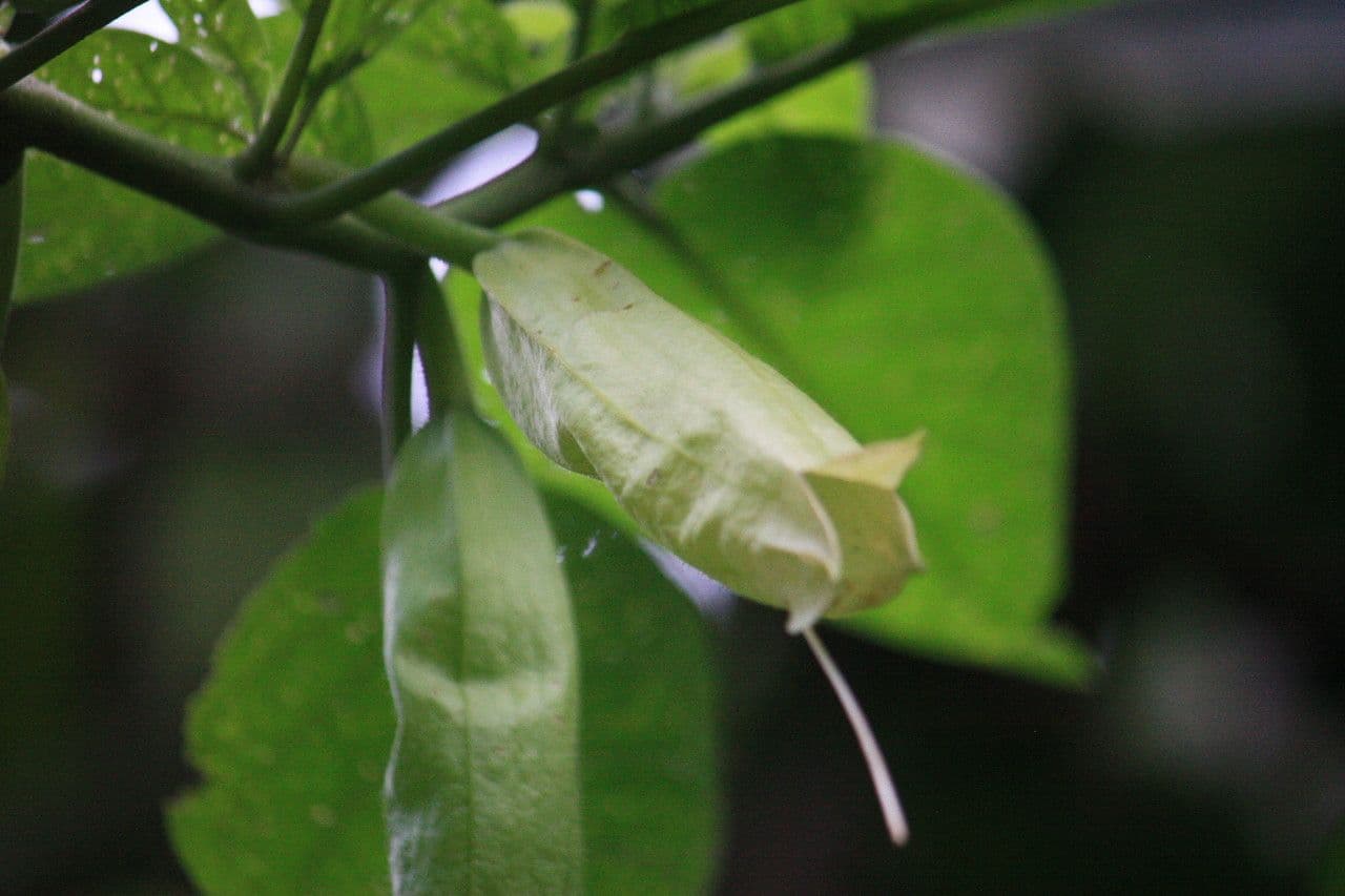 Quararibea 5