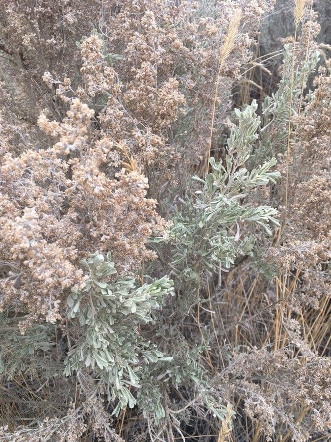 Artemisia tridentata 20