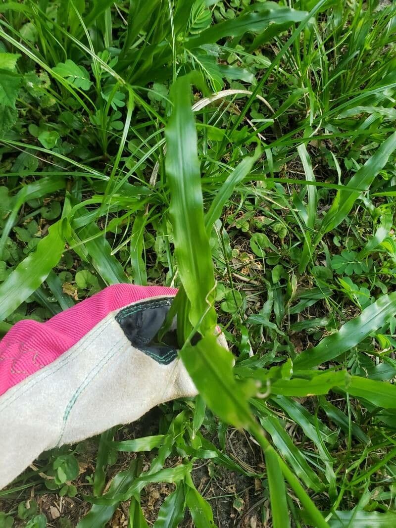 Fransige Paspalum 9