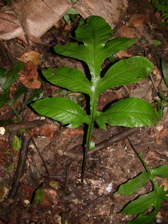 Hypoderris