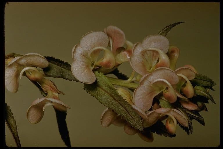 Pediculare a grappoli 2