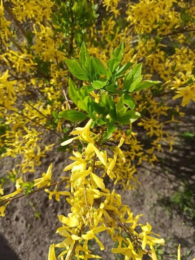 Forsythia pendula 15