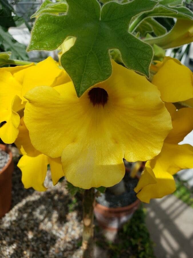 Uncarina 2