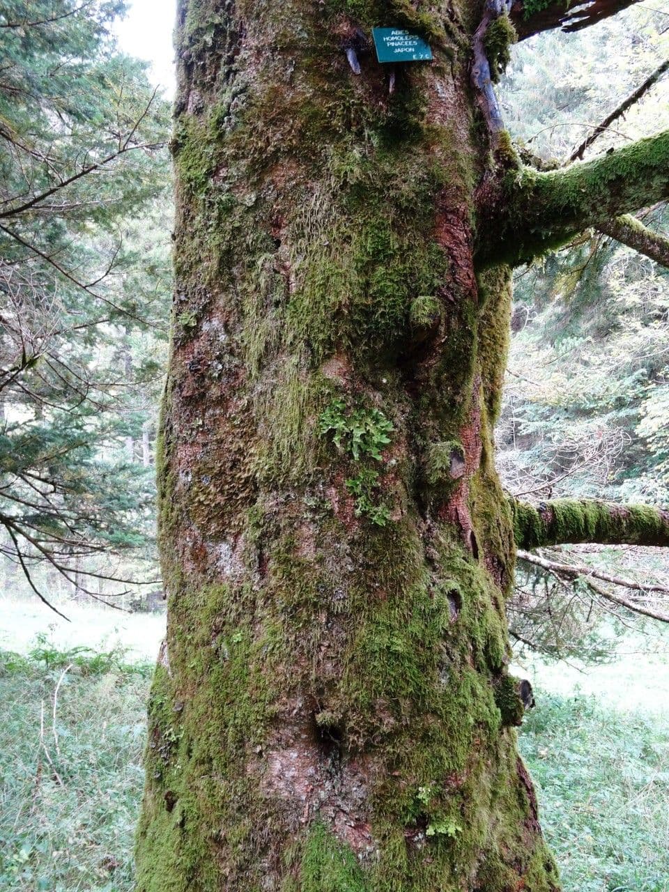 Abete 15