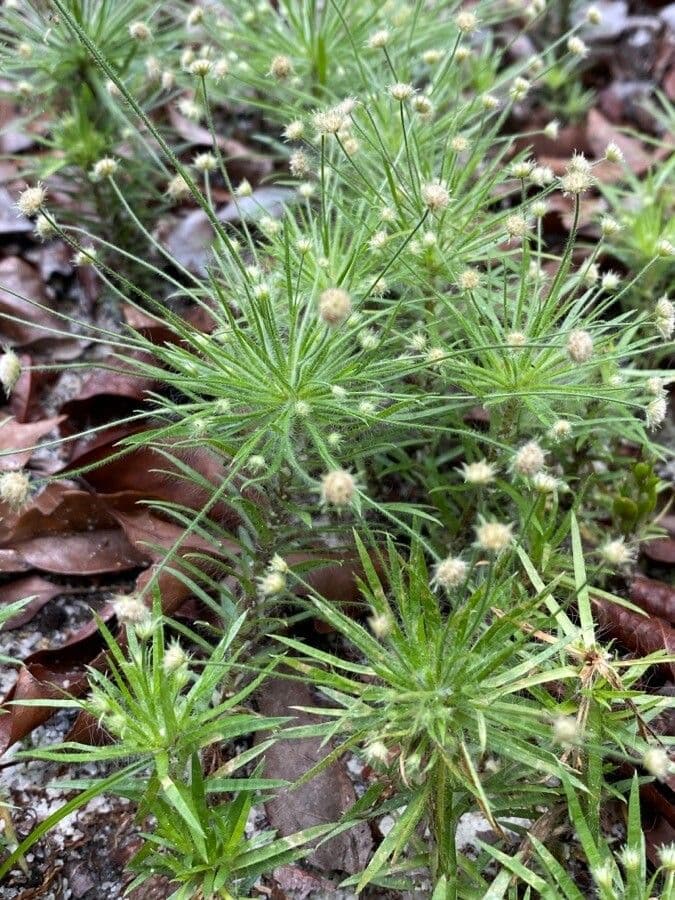 Gegabelter Paepalanthus