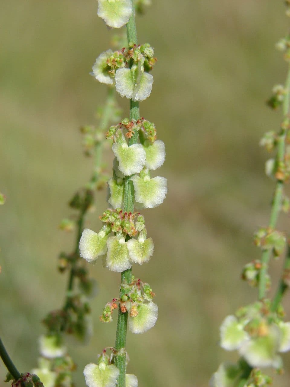 Rumex 4