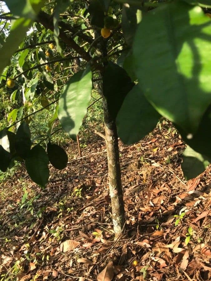 Garcinia cochinchinensis 12