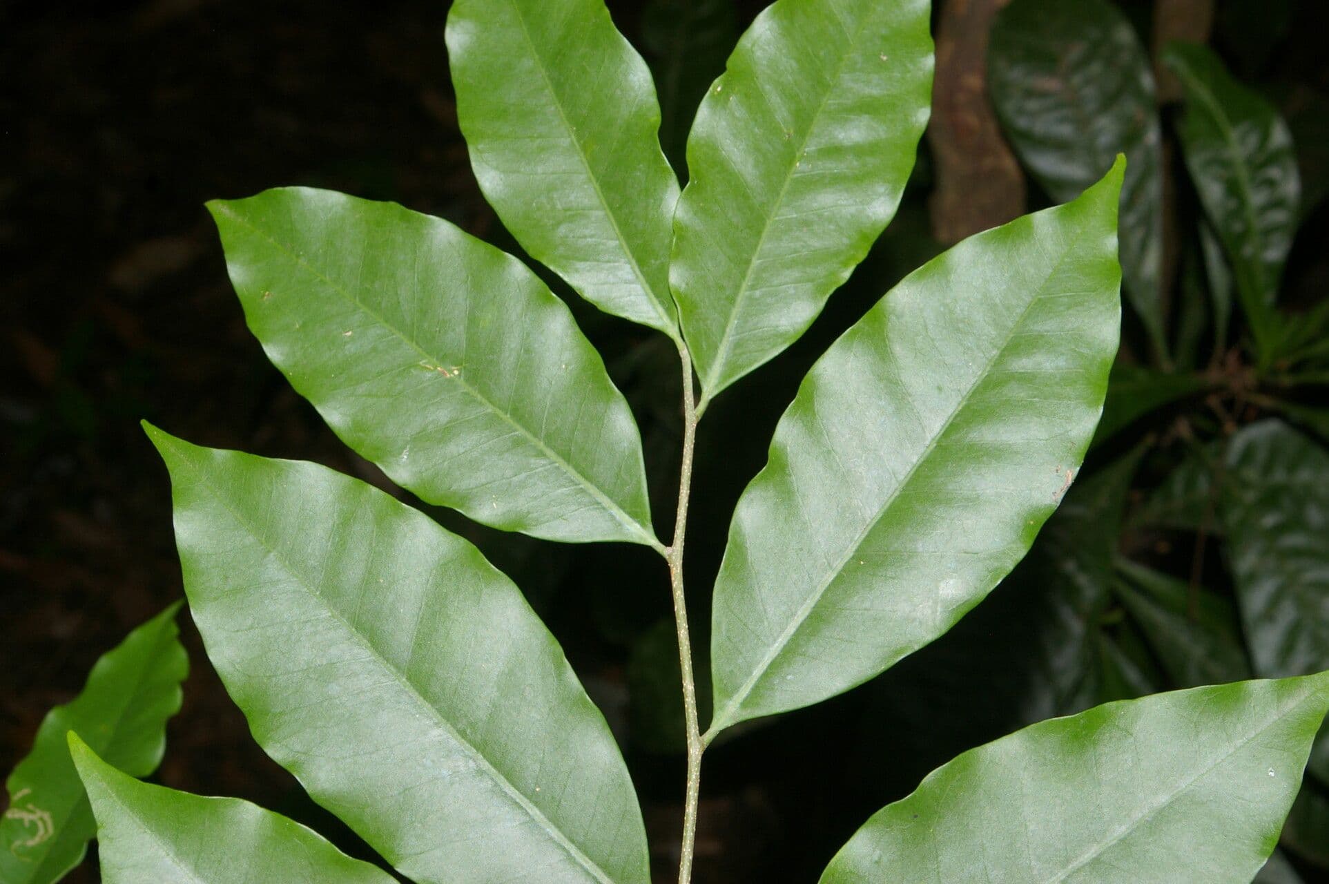 Aspidosperma rigida 5