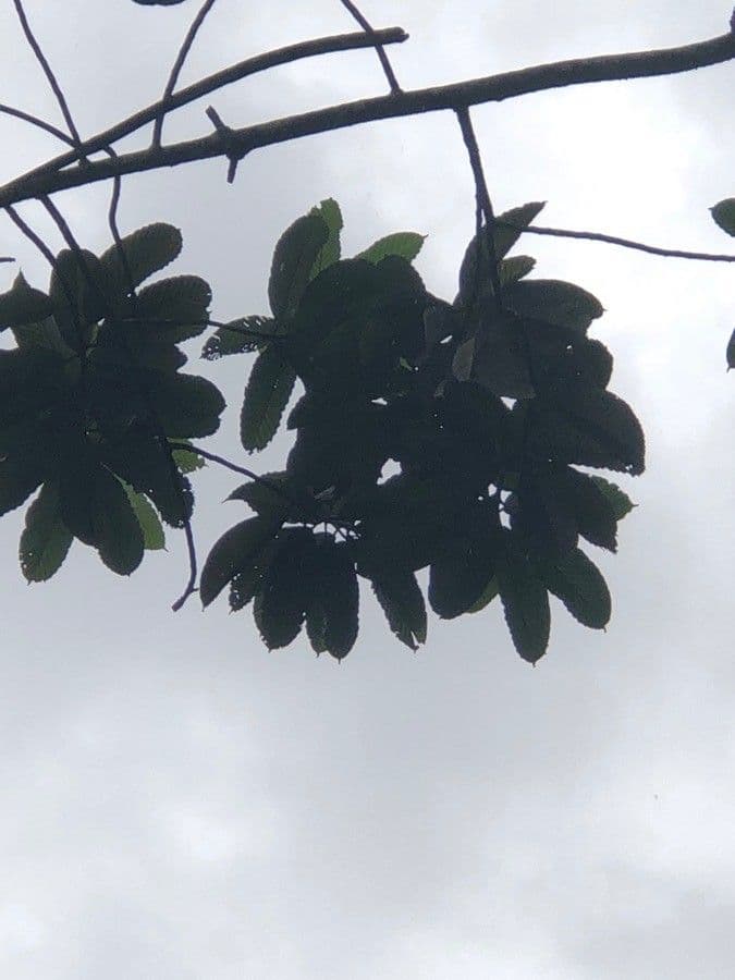 Dipterocarpus 9