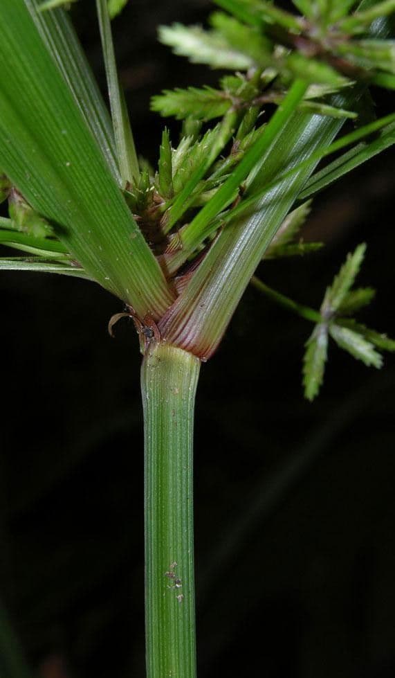 Miliifolius Zypergras 4