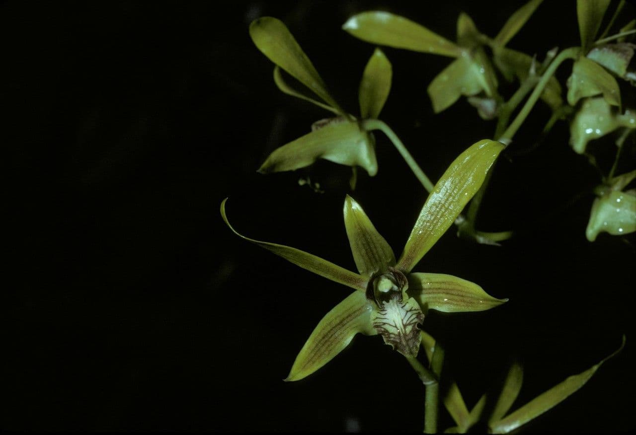 Dendrobium di Schuller