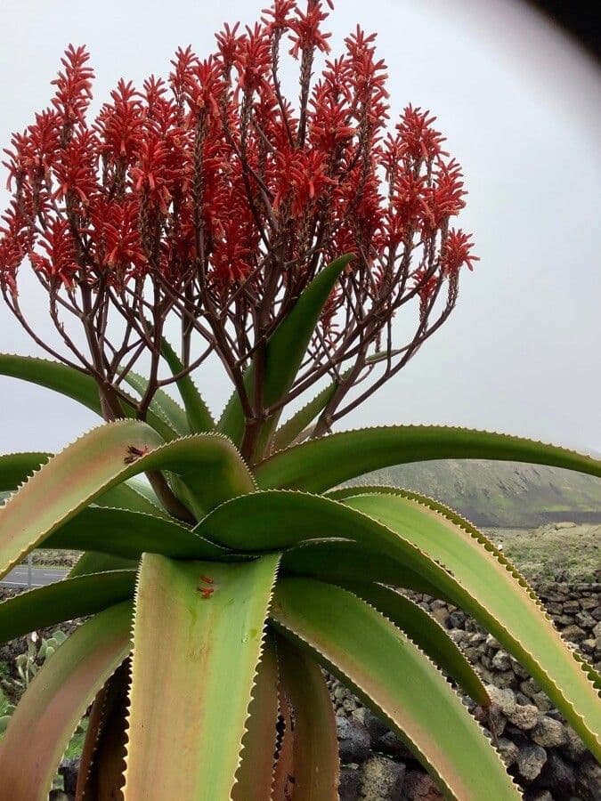 Aloe