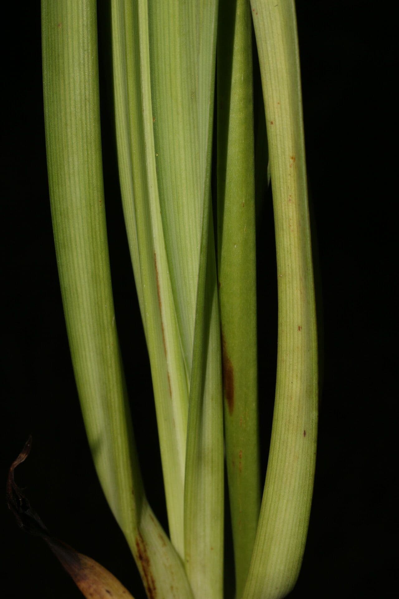 Sabadilla 20