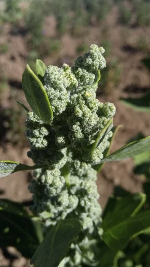 Quinoa 4