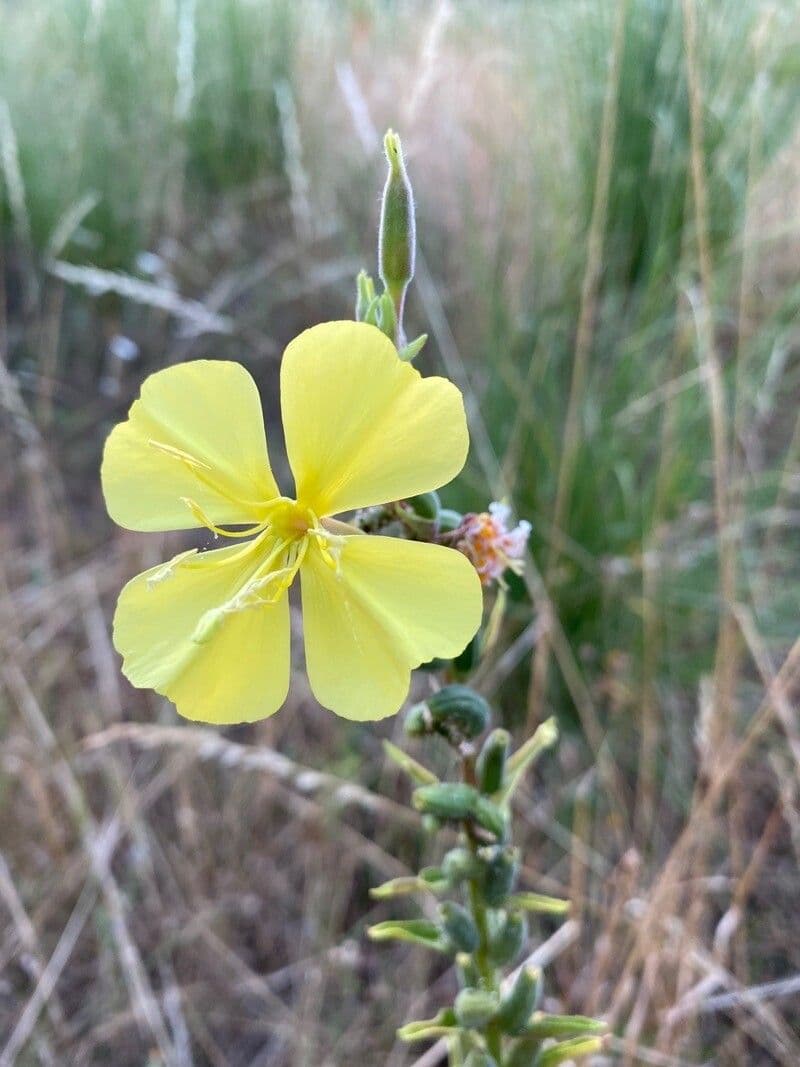 Onagra stricta 7