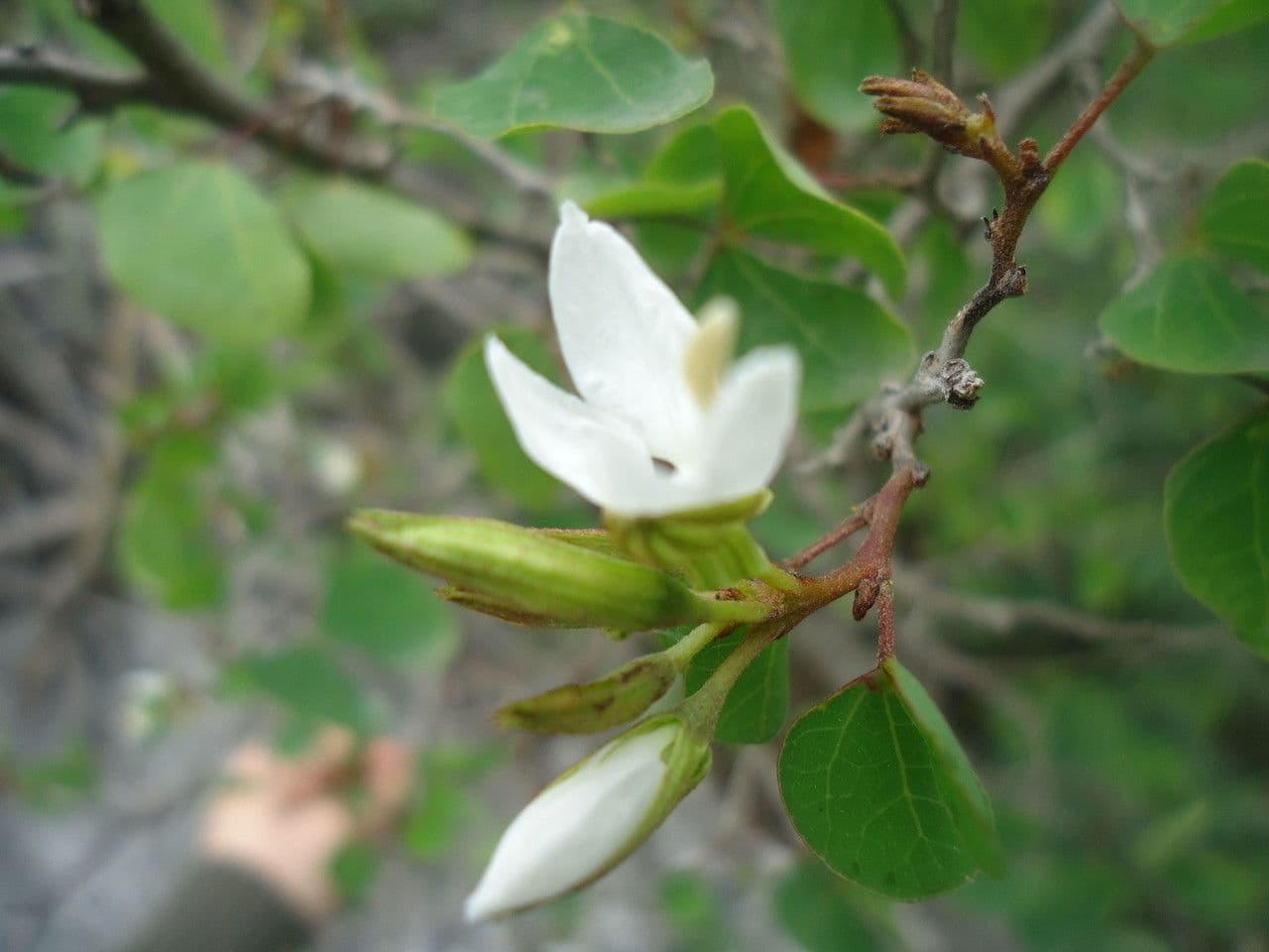 Bauhinia 4