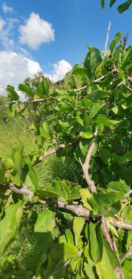 Sesamothamnus 14