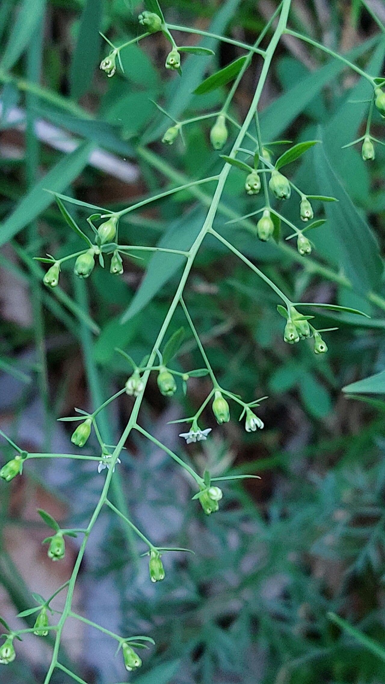 Thesium linofilo