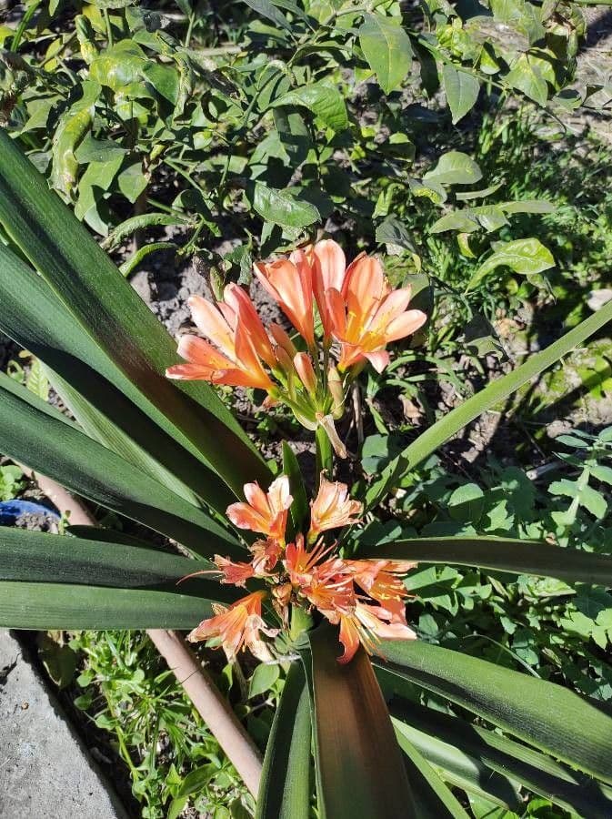 Clivia 15