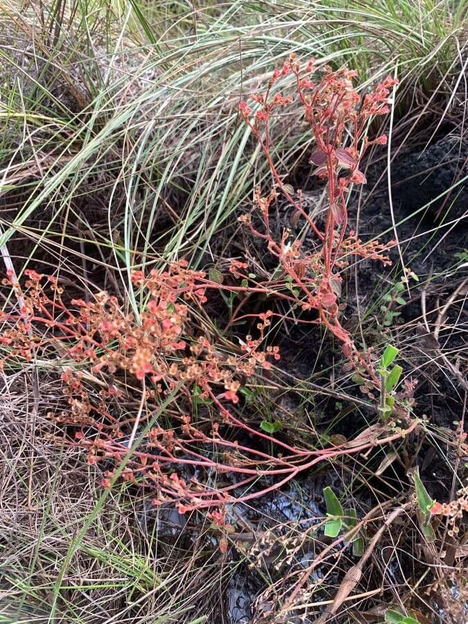 Appendicularia