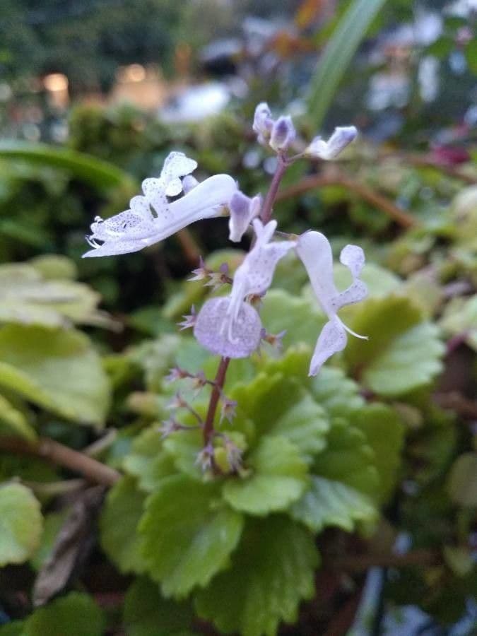 Plectranthus Parviflorus 4