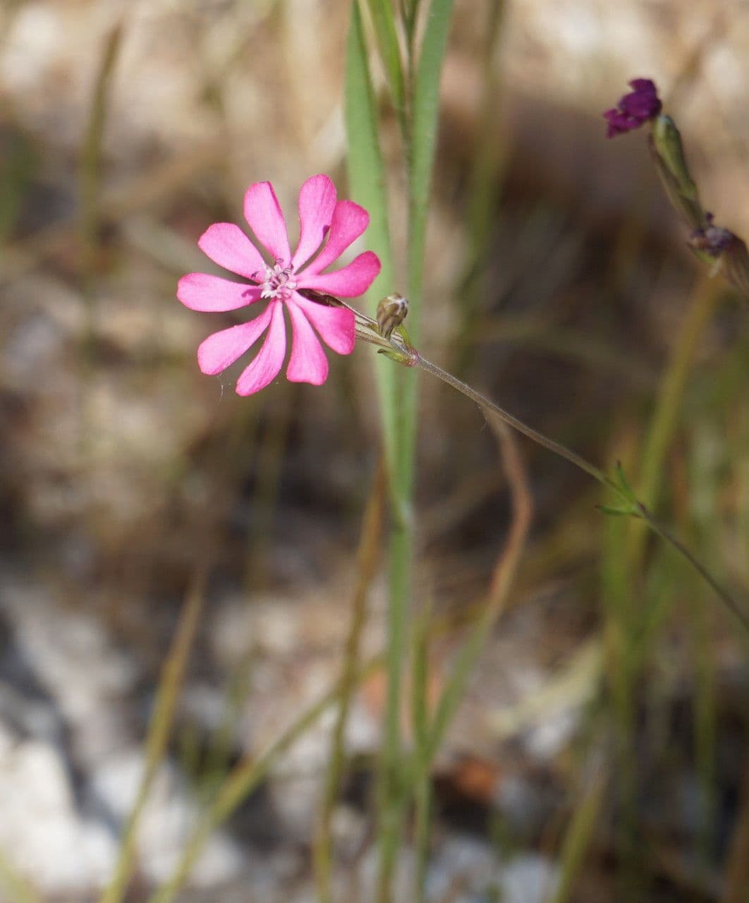 Silene 10